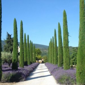 Cyprus vždyzelený (Cupressus sempervirens) ´PYRAMIDALIS´ - výška: 50-70 cm, kont. C3L (-15°C)  "Cypruštek Toskánsky"